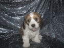 Male Cavachon Puppy for sale #32, Shipping $150 to Boston MA or Baltimore Maryland, Ready Christmas 2012 